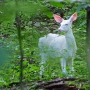 albinodeer avatar