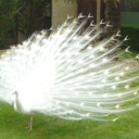 albinopeacockinwiltshire avatar