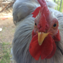 albusvolucris-blog avatar