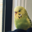 alchemical-armageddon avatar