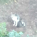 alconperegrino avatar