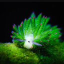 alcorsnightmaresheep avatar