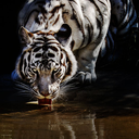 alejandro3dmac avatar