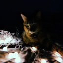 alexaaaaadsjnfj avatar