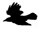 alexander-wolf avatar