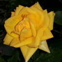 alexandraetclh avatar