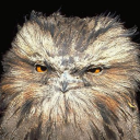 alexandrowoods avatar