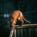 alexiablackbriar13 avatar