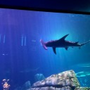 alexis-22-poupee avatar