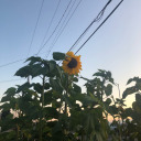 alexispasalexis avatar