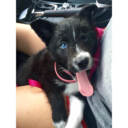 alexmarii-blog avatar