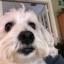 alexxandra-the-great avatar