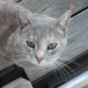 alfhildr-the-word-weaver avatar