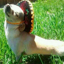 algoreofficial avatar