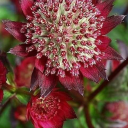 ali-baba-2002 avatar