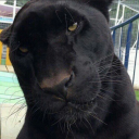 aliceandreea11 avatar