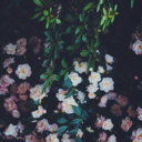 aliceinalifeifstrange avatar