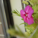 aliddellcurious avatar