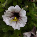 alienatedbyhumans avatar