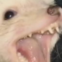 alienatedcitizens avatar