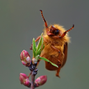 alienateddwarf avatar