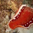 aliencatcloud avatar