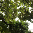 alienmasquerade avatar