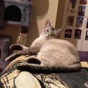 aligator1lacky avatar