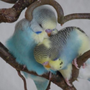 alightintheattic avatar