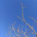 aliiiiiiice-in-wonderland avatar