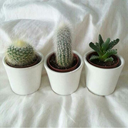 aliliberedivolare avatar