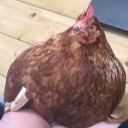 aliteralchicken avatar