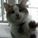 aliteralplant avatar