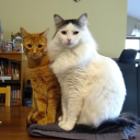 alittlegirlwaitinginagarden avatar