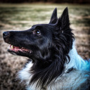 alittleshelpnamedluna avatar