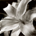 aliveisntliving avatar