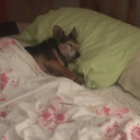 all-about-the-tea-parties avatar