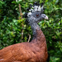 all-bird-creechur avatar