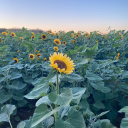 all-i-see-are-the-stars avatar