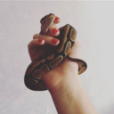 all-of-the-animals avatar