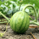 all-the-berries avatar