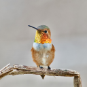 all-the-reblogs avatar