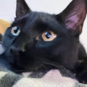 all-the-things-i-do avatar