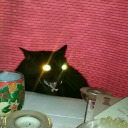 all-the-wild-world avatar