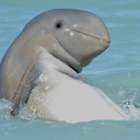 all-them-hoe-muffins avatar