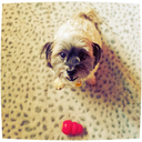 all-things-canine avatar