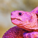 all-turtles-are-magenta-actually avatar