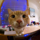 allaboutacat-blog avatar