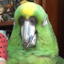 allaboutamarilla avatar