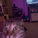 allaboutfatties avatar